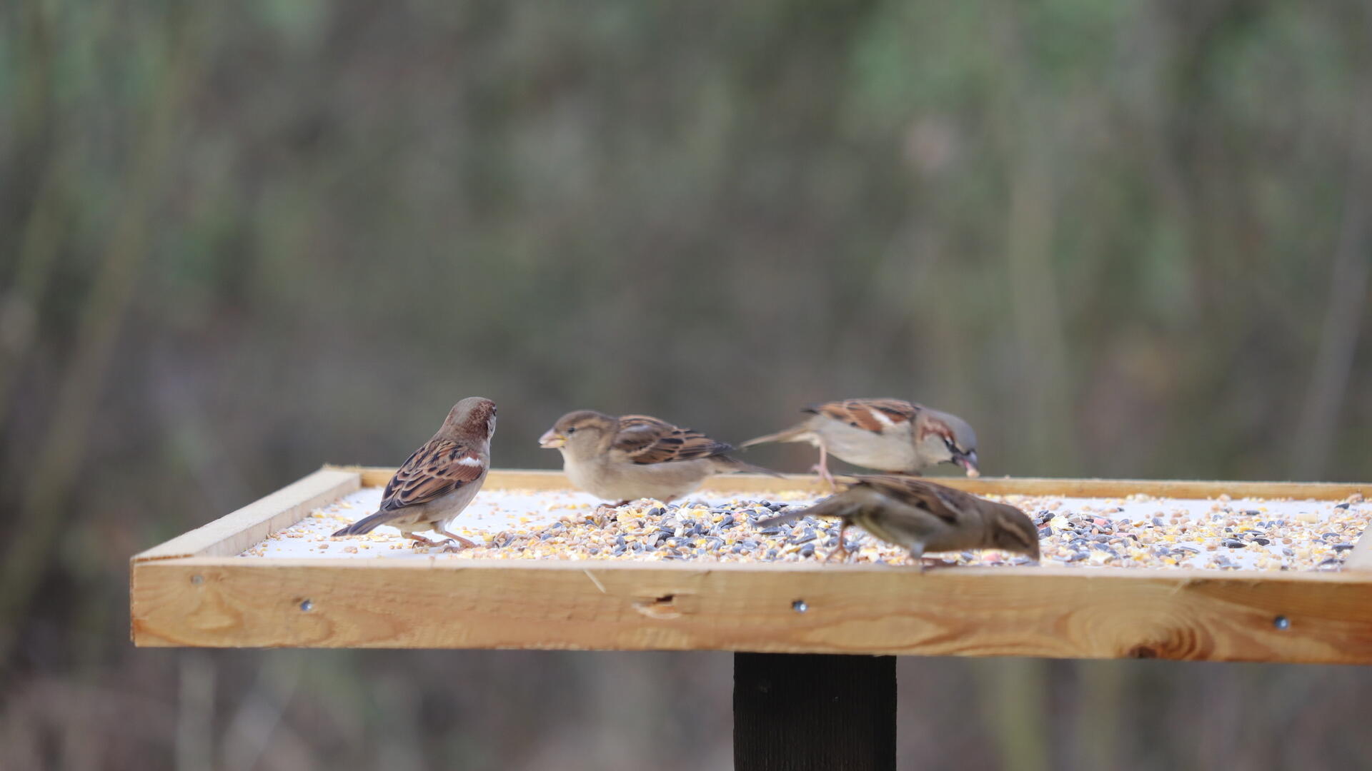 vogels